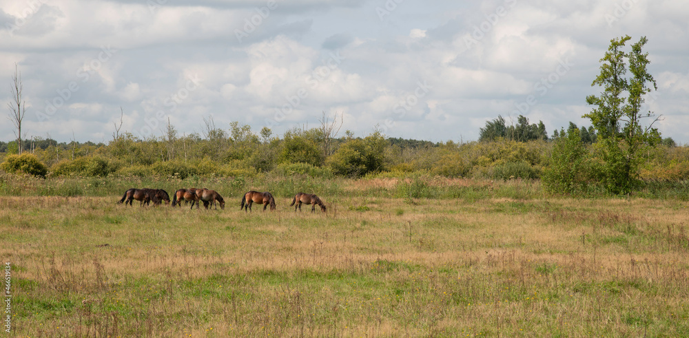 a group of horses in nature are in holland a group of horses in nature are in holland