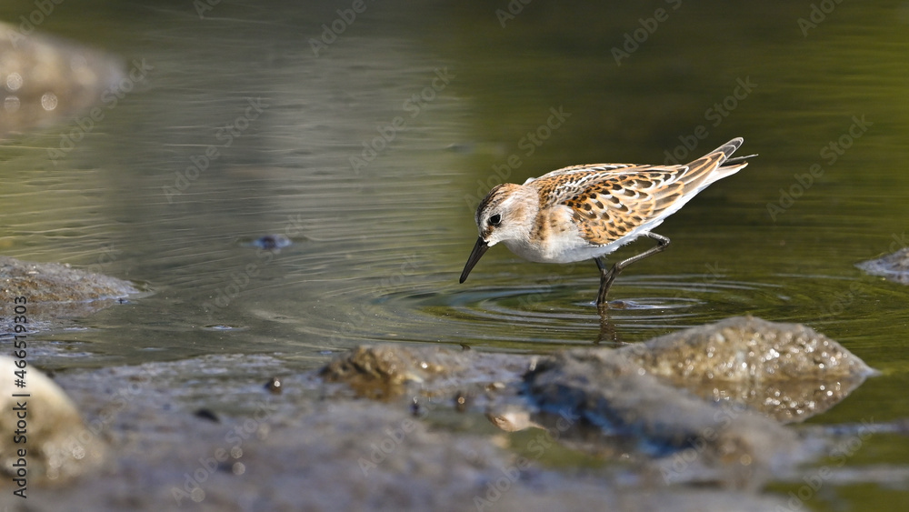 Gambecchio, limicolo migratore, in pausa sul fiume in cerca di cibo Gambecchio, limicolo migratore, in pausa sul fiume in cerca di cibo