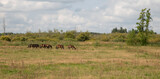 a group of horses in nature are in holland