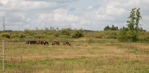 a group of horses in nature are in holland