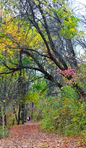 image of a beautiful autumn forest close-up © Yevheniia