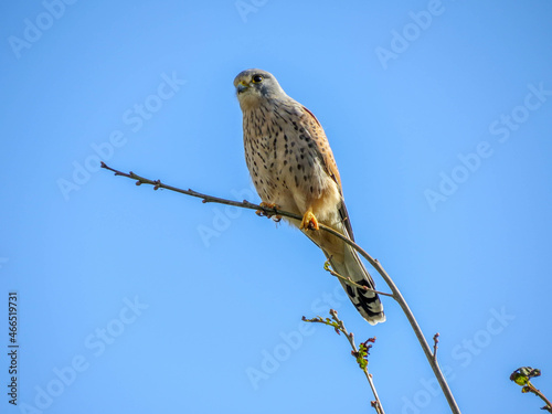 beautiful kestrel perched on a branch with a bright blue sky in the background © Penny