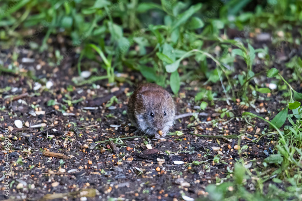 Red-backed vole looking for food on the ground under a bird feeder among germinated seeds Red-backed vole looking for food on the ground under a bird feeder among germinated seeds
