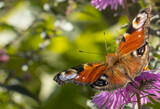 image of a beautiful butterfly on a background of flowers in a summer garden.