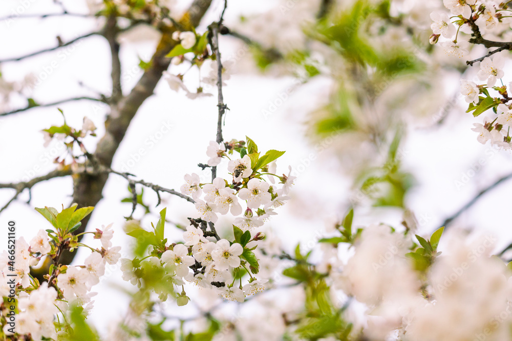 flowering branches of sour cherry tree with white flowers and bees flowering branches of sour cherry tree with white flowers and bees