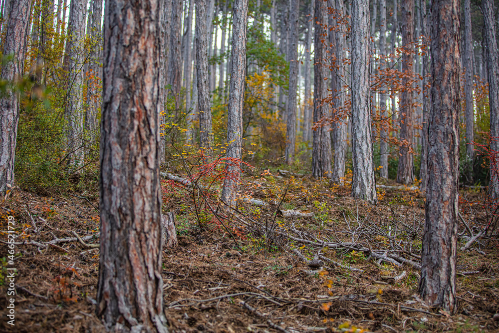 misty autumn forest misty autumn forest
