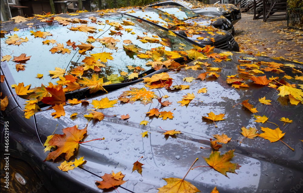 images of a car and autumn leaves in the autumn park images of a car and autumn leaves in the autumn park
