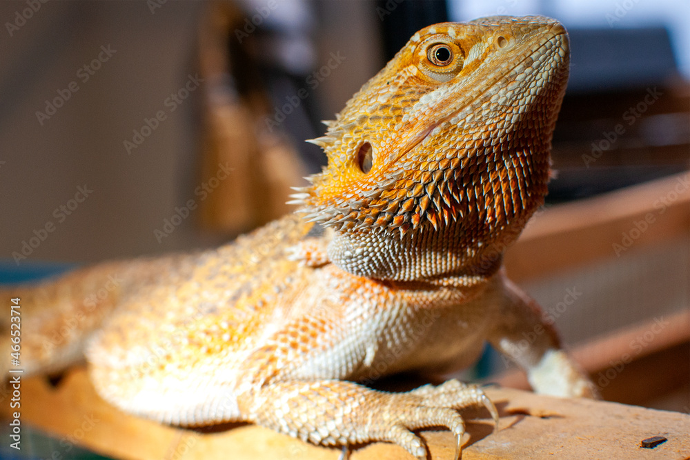 Obraz premium Beard dragon reptile close up.