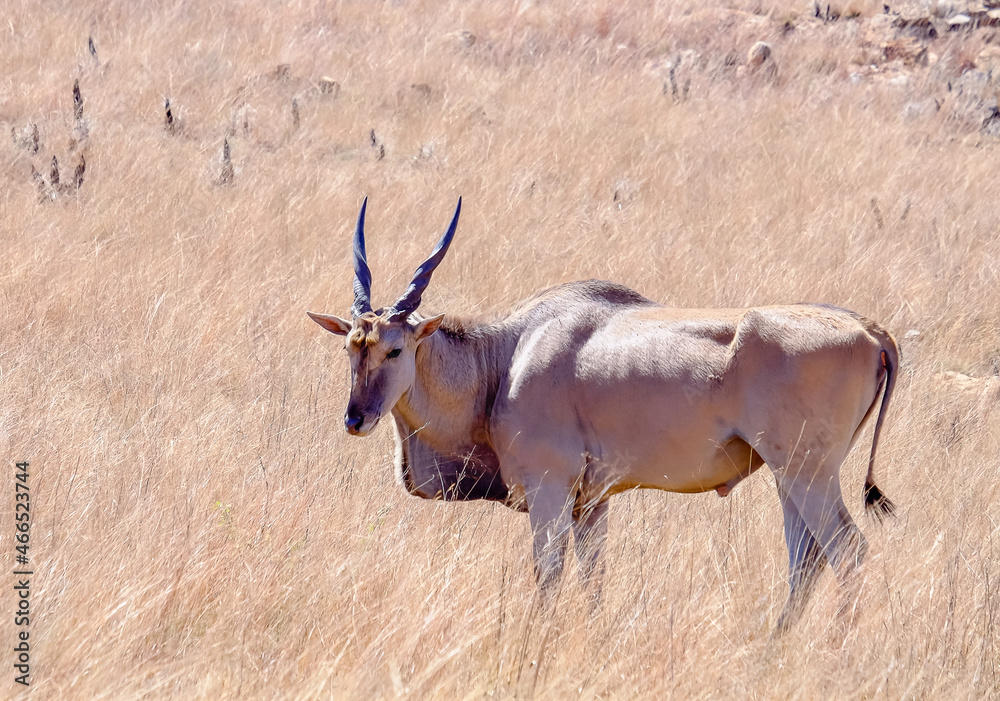 The Eland Antelope, also known as the common eland, is a savannah and plains antelope found in Africa The Eland Antelope, also known as the common eland, is a savannah and plains antelope found in Africa