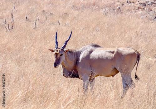 Fototapeta Naklejka Na Ścianę i Meble -  The Eland Antelope, also known as the common eland, is a savannah and plains antelope found in Africa