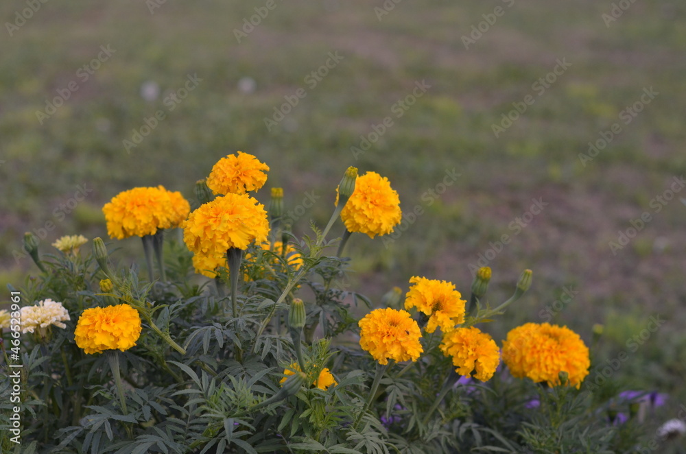 field of yellow flowers field of yellow flowers