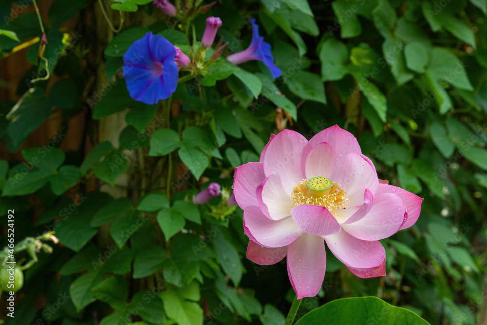 Sacred lotus and morning glory flowers Sacred lotus and morning glory flowers