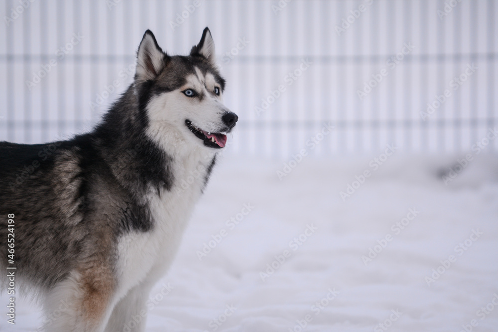 Fototapeta premium Cute Siberian husky is playing in the snow on a cold winter day
