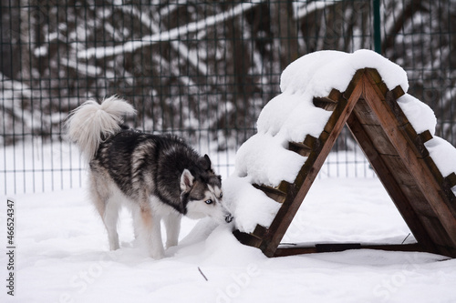 Cute Siberian husky is playing in the snow on a cold winter day