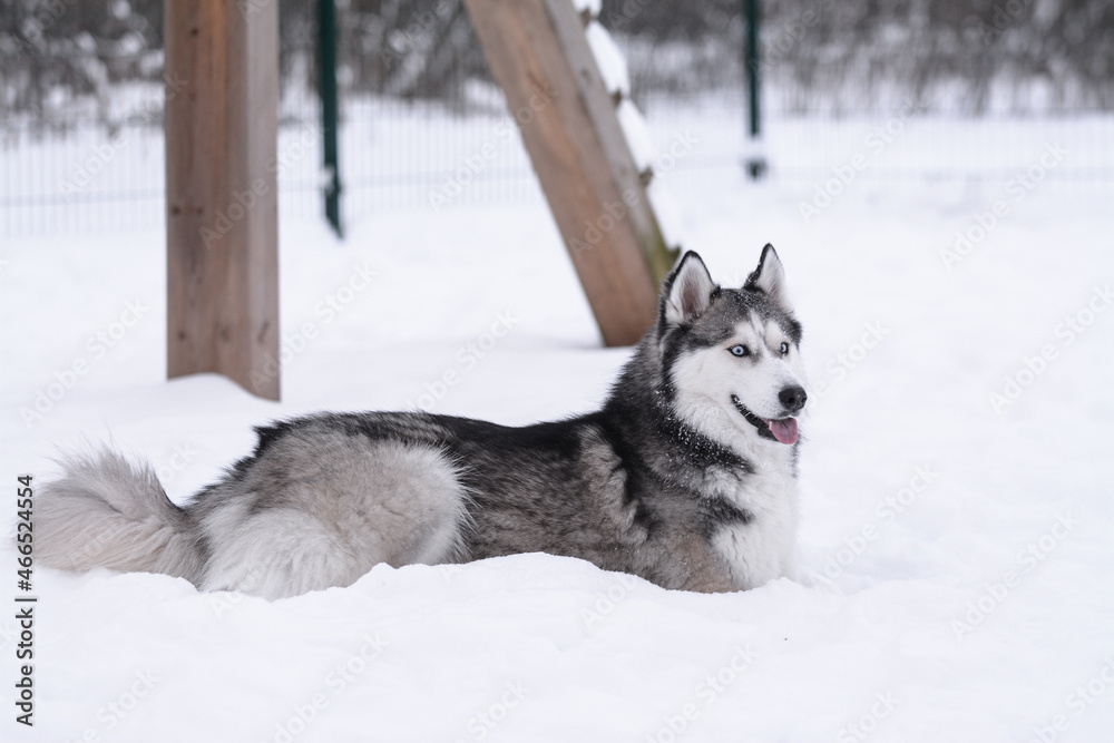 Cute Siberian husky is playing in the snow on a cold winter day