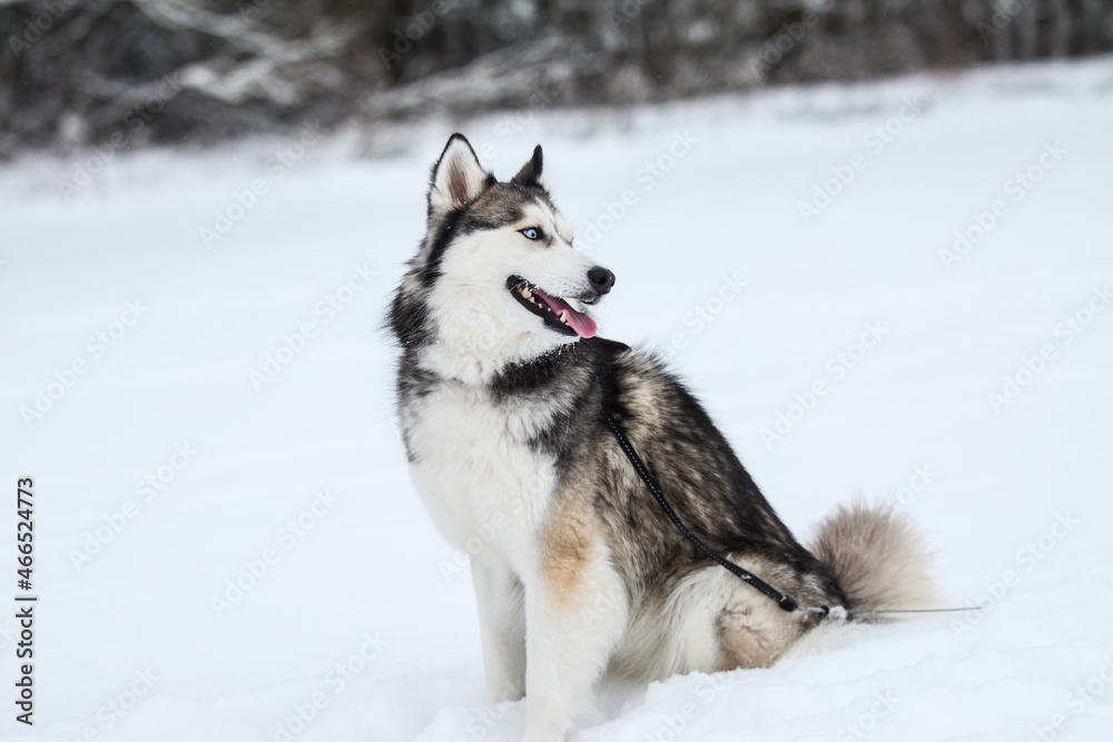 Cute Siberian husky is playing in the snow on a cold winter day