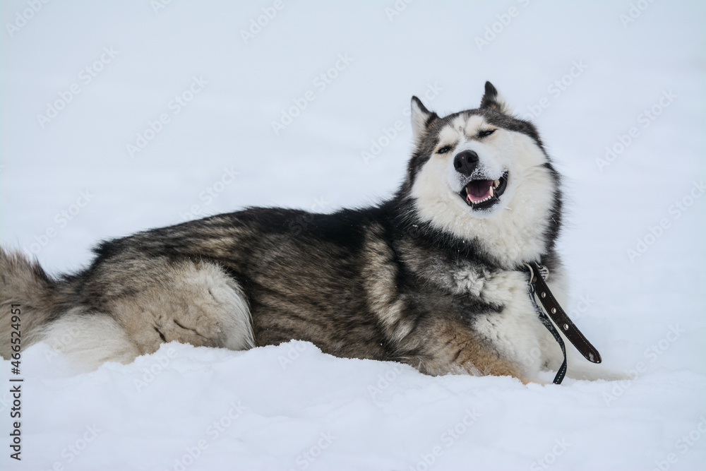 Cute Siberian husky is playing in the snow on a cold winter day Cute Siberian husky is playing in the snow on a cold winter day