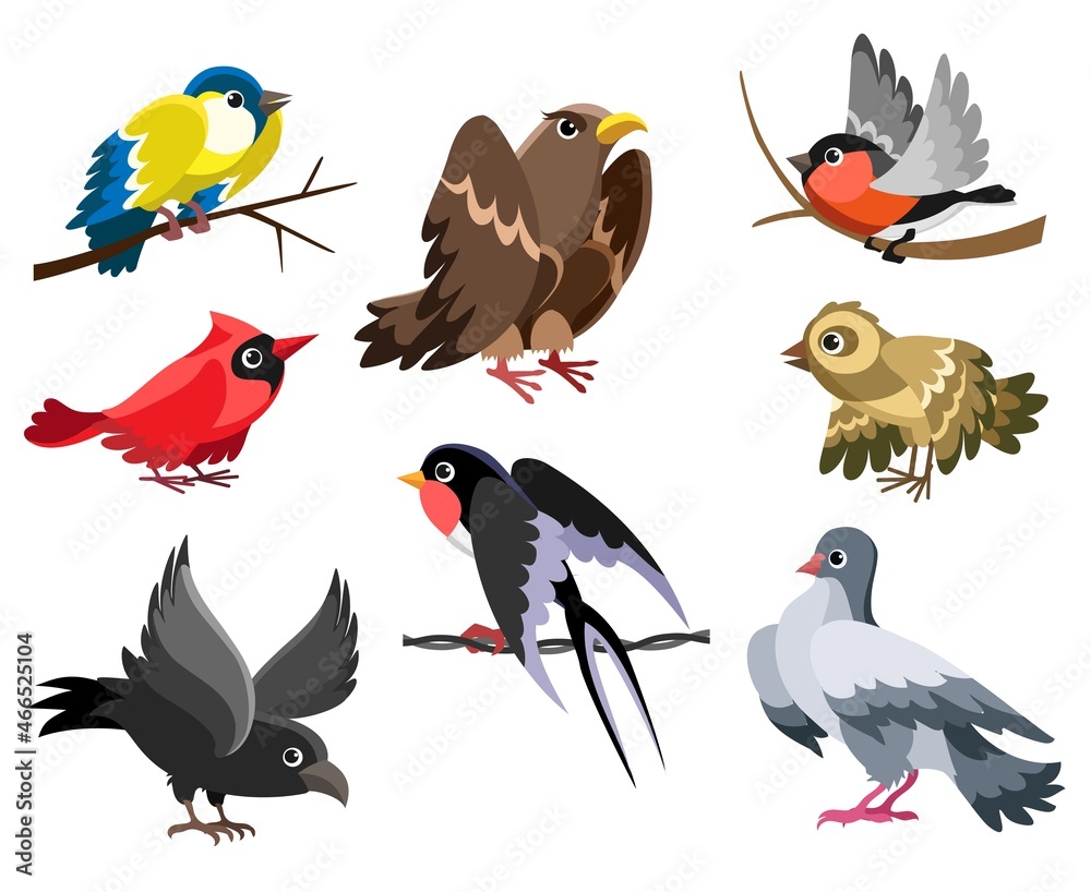 Fototapeta premium Cute wildlife birds