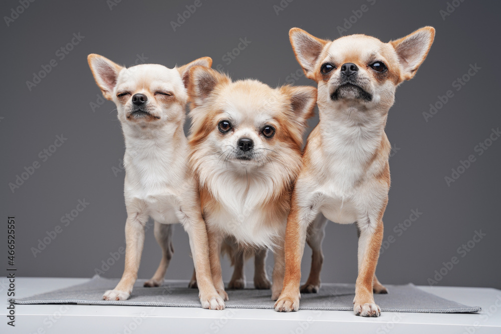 Group of four purebred chihuahua dogs against gray background