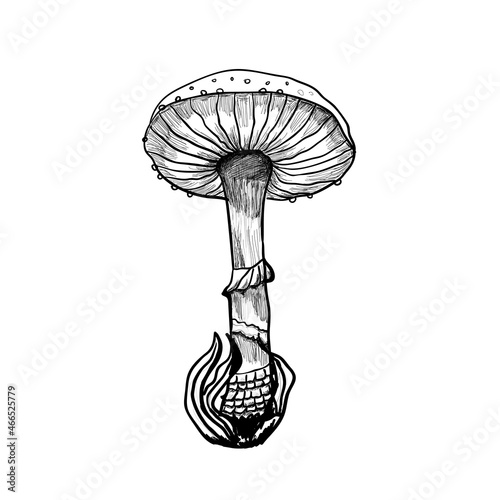 amanita mushroom sketch hand drawn vector illustration