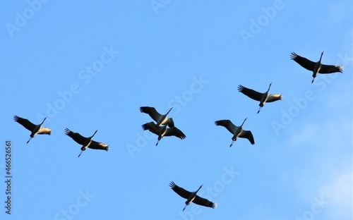 the flight of a school of cranes under the blue sky