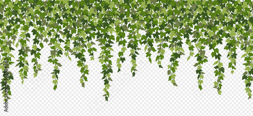 Fotografering Ivy curtain, green creeper vines isolated on white background