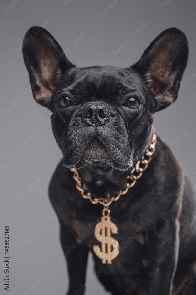 Cool black bulldog with dollar chain against gray background