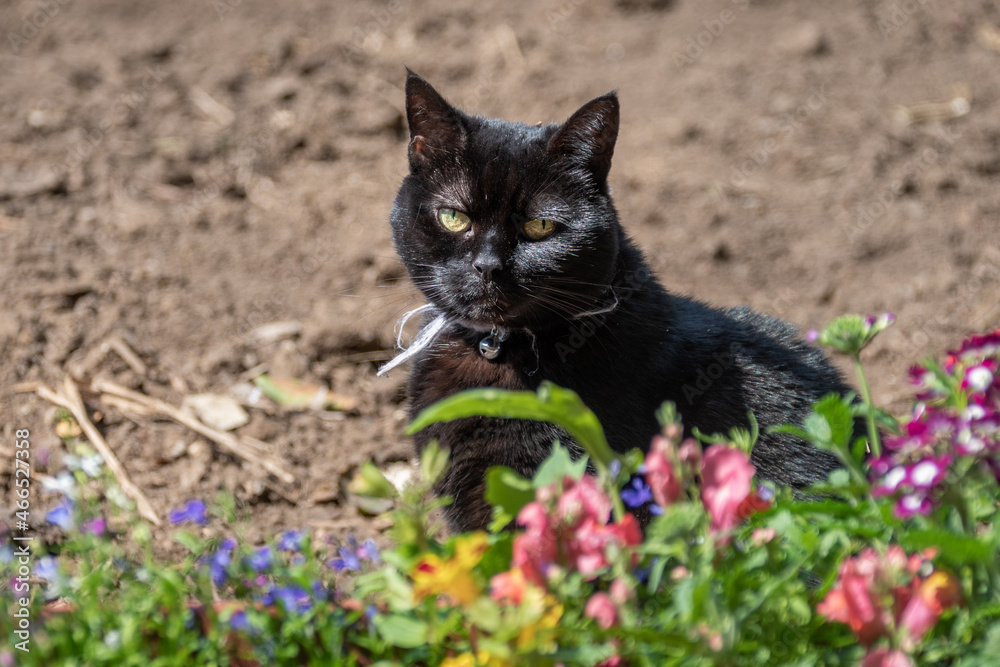 A black short haired domestic cat with a collar and bell sat on some bare earth behind an out of focus flowerbed in the foreground. There is sun shining off the fur  as the cat looks at the camera.