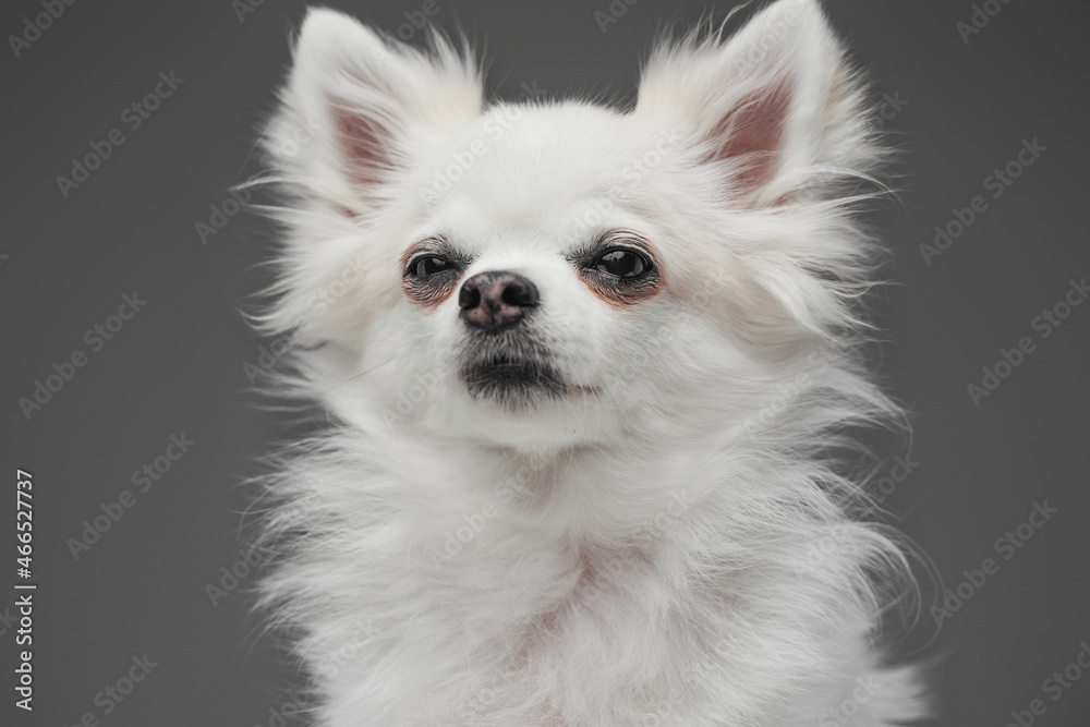 Purebred dog with white fluffy fur against gray background
