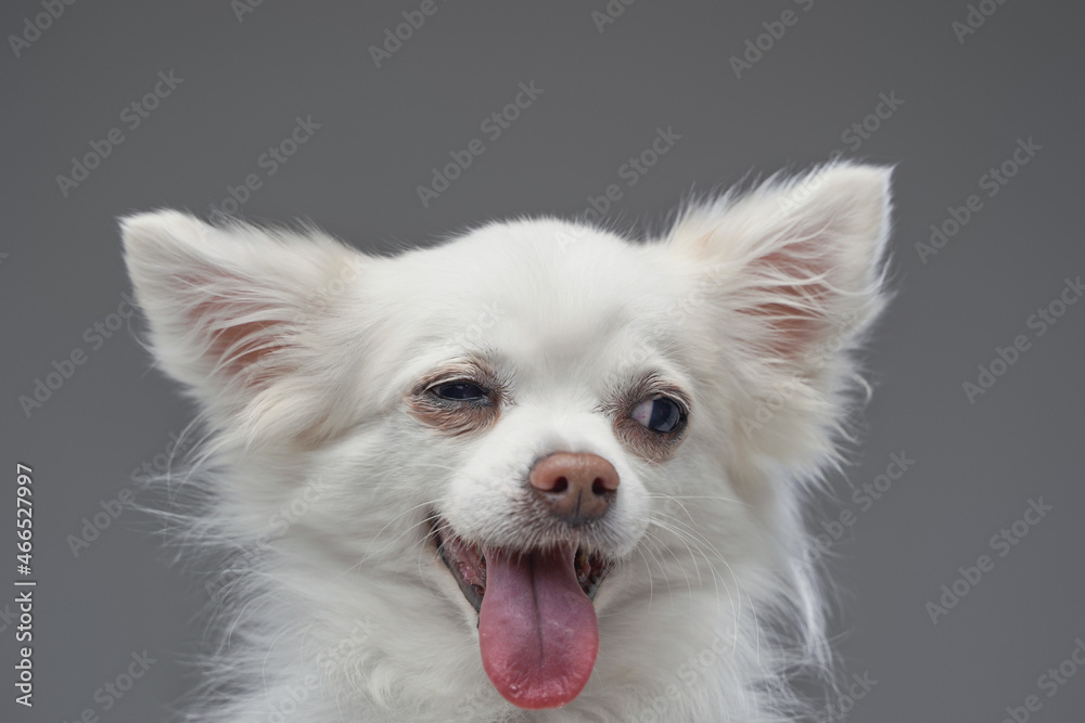 Joyful cute canine animal with white fluffy fur Joyful cute canine animal with white fluffy fur
