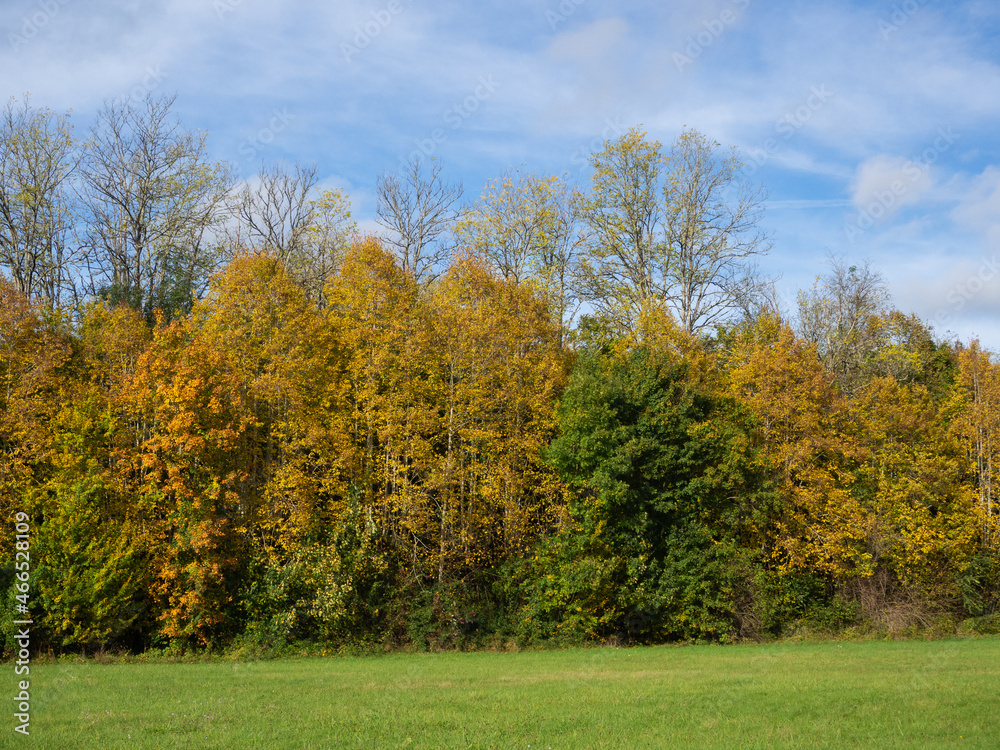 Trees in the forest autumn time