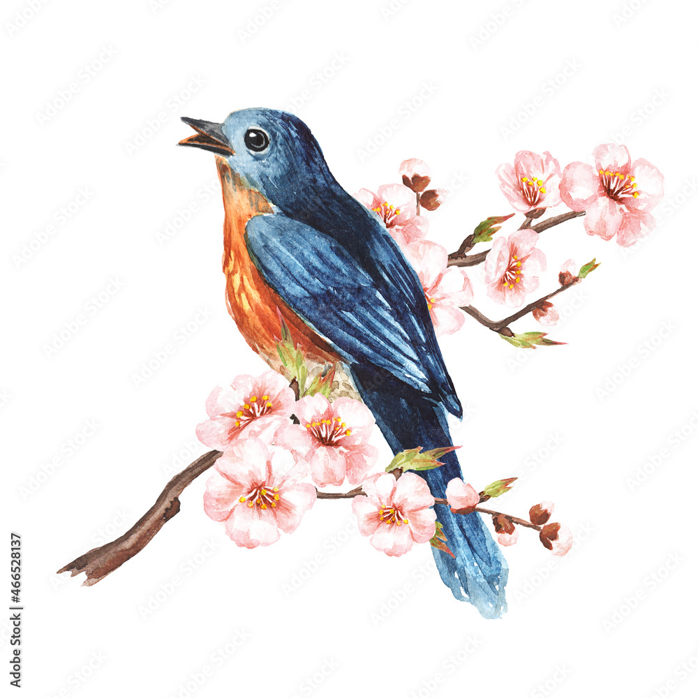 Fototapeta premium Bird, sitting on a cherry blossom branch. Spring card concept. Watercolor hand drawn illustration, isolated on the white background