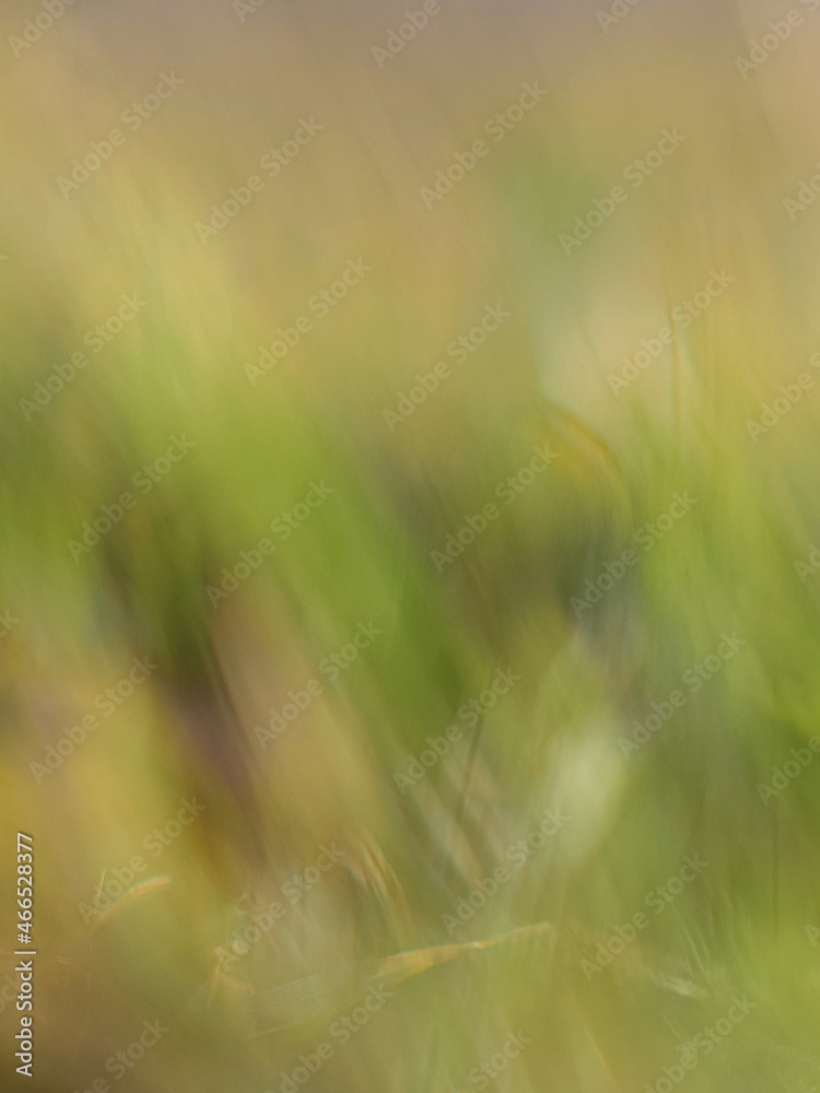 blurred background with natural colors