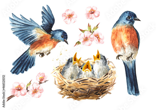 Nest with chicks and spring birds set. Watercolor hand drawn illustration isolated on the white background