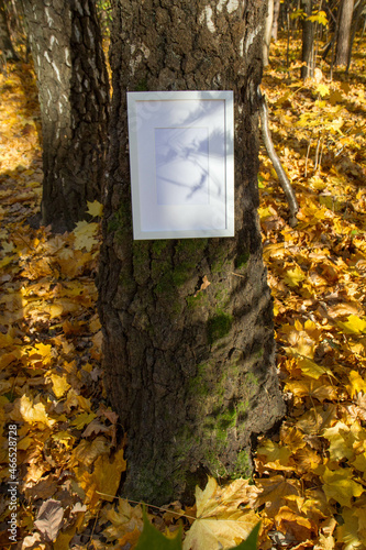 Blank picture frame on a tree among autumn leaves photo