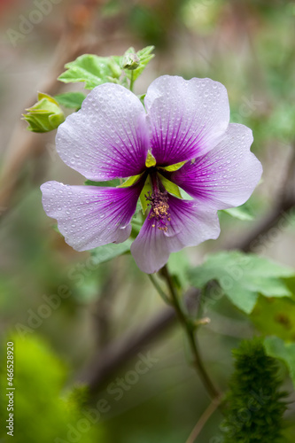 Raindrops on an Azalea flower  with a purple center