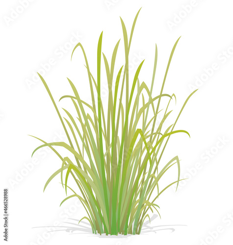 large tuft of grass or weed