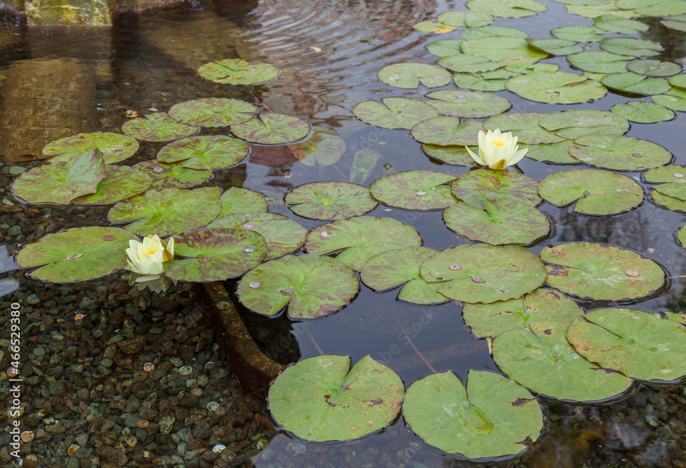 Coins in a Water Lily (nymphaeaceae) pond