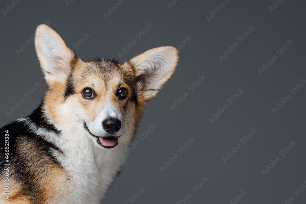 Joyful corgi dog with long ears against gray background