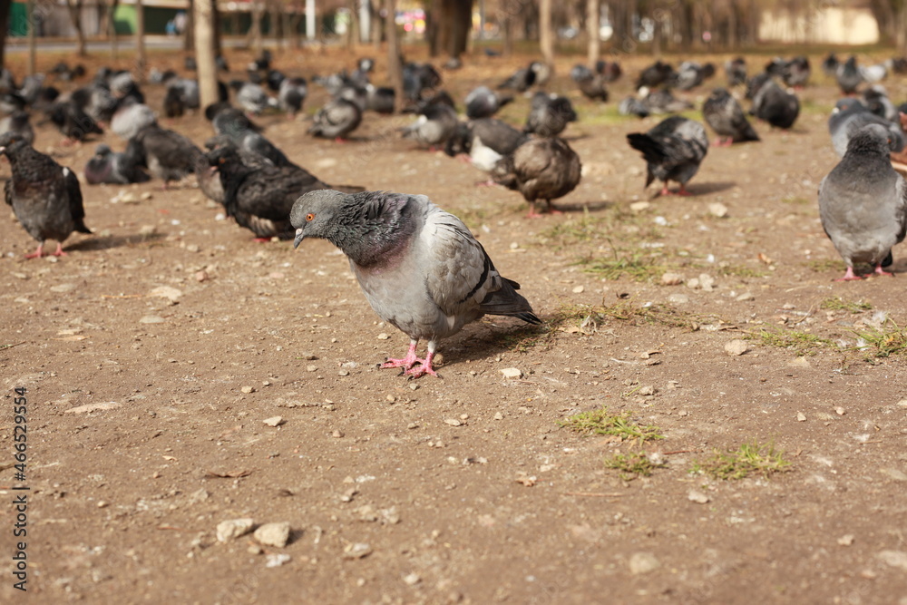 Fototapeta premium wild bird pigeon bokeh shoot 