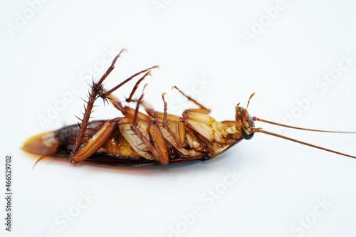 cockroach on white background © Busran