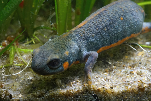 Chuxiong fire-bellied or blue - tailed fire belied newt, Cynops cyanurus photo