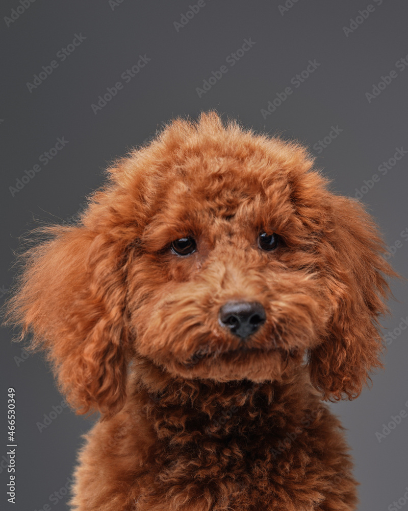Cute miniature poodle with peach fur against gray background