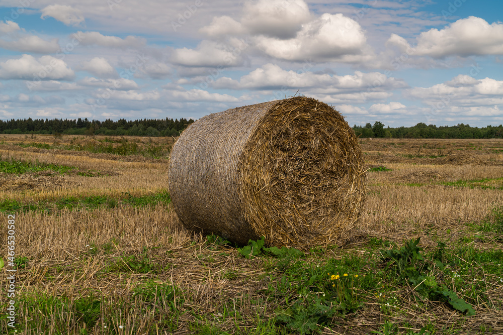 Russia. Gatchinsky district of the Leningrad region. August 28, 2021. Hay collected in rolls in the fields. Russia. Gatchinsky district of the Leningrad region. August 28, 2021. Hay collected in rolls in the fields.