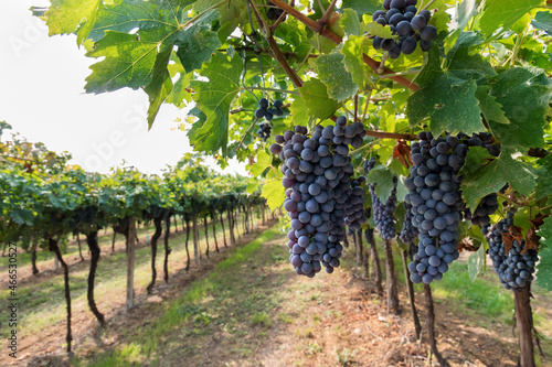 Ripe grapes growing on vine in countryside