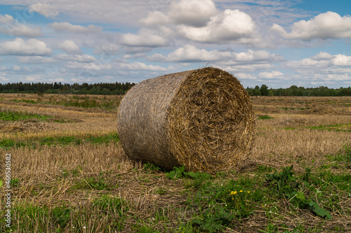 Russia. Gatchinsky district of the Leningrad region. August 28, 2021. Hay collected in rolls in the fields.