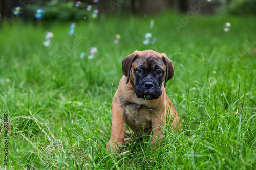 puppy in the grass