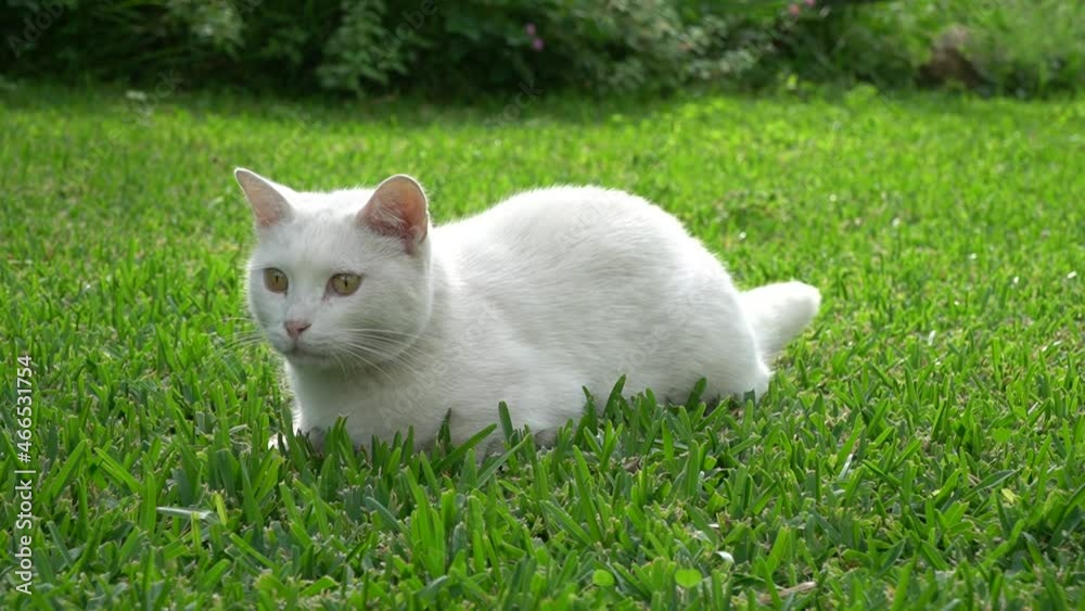 white cat on green grass 