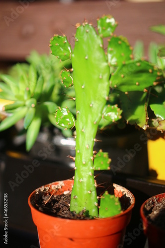 Opuncja brazylijska Brasiliopuntia brasiliensis jadalne owoce photo