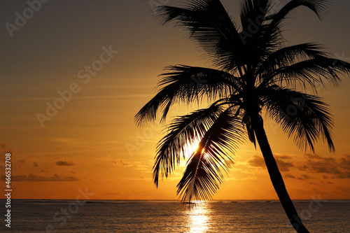 Silhouette of coconut palm tree on sea and sunset sky background. Tropical beach, sun in shining through palm leaves, paradise nature
